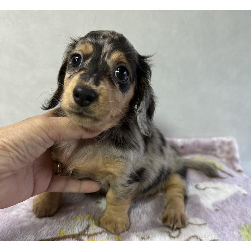 成約済の宮崎県のミニチュアダックスフンド(ロングヘアード)-416451の4枚目