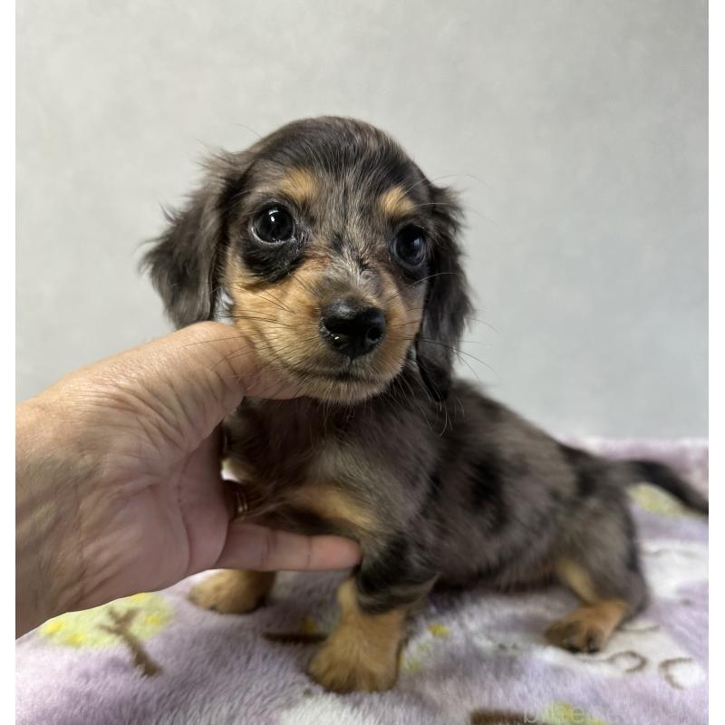 成約済の宮崎県のミニチュアダックスフンド(ロングヘアード)-416452の1枚目