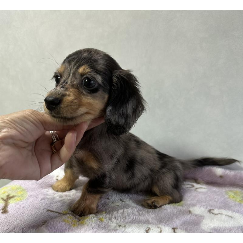 成約済の宮崎県のミニチュアダックスフンド(ロングヘアード)-416452の6枚目