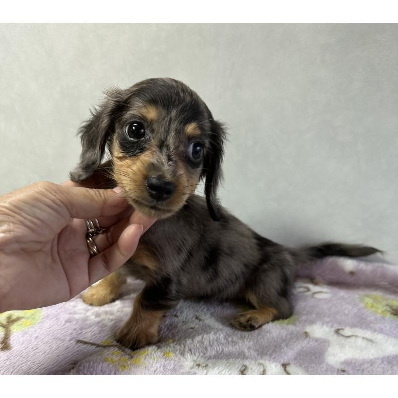 成約済の宮崎県のミニチュアダックスフンド(ロングヘアード)-416452の5枚目