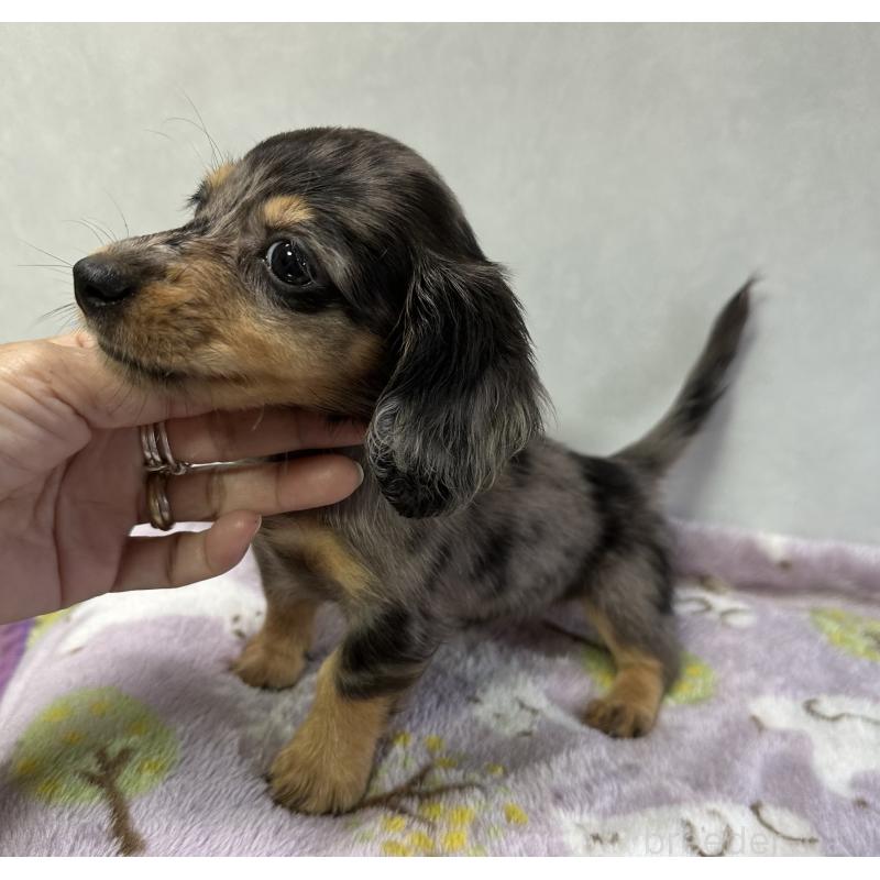成約済の宮崎県のミニチュアダックスフンド(ロングヘアード)-416452の4枚目