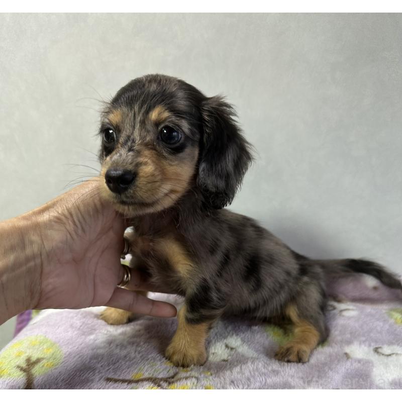 成約済の宮崎県のミニチュアダックスフンド(ロングヘアード)-416452の3枚目