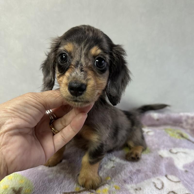 成約済の宮崎県のミニチュアダックスフンド(ロングヘアード)-416452の2枚目