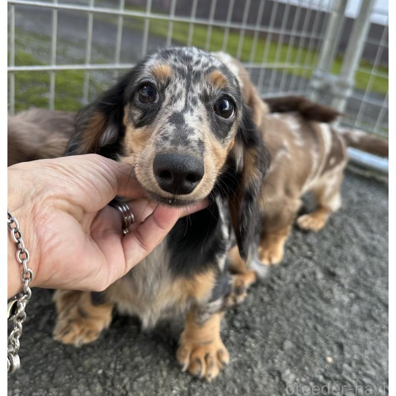 販売中の宮崎県のミニチュアダックスフンド(ロングヘアード)-402922の1枚目