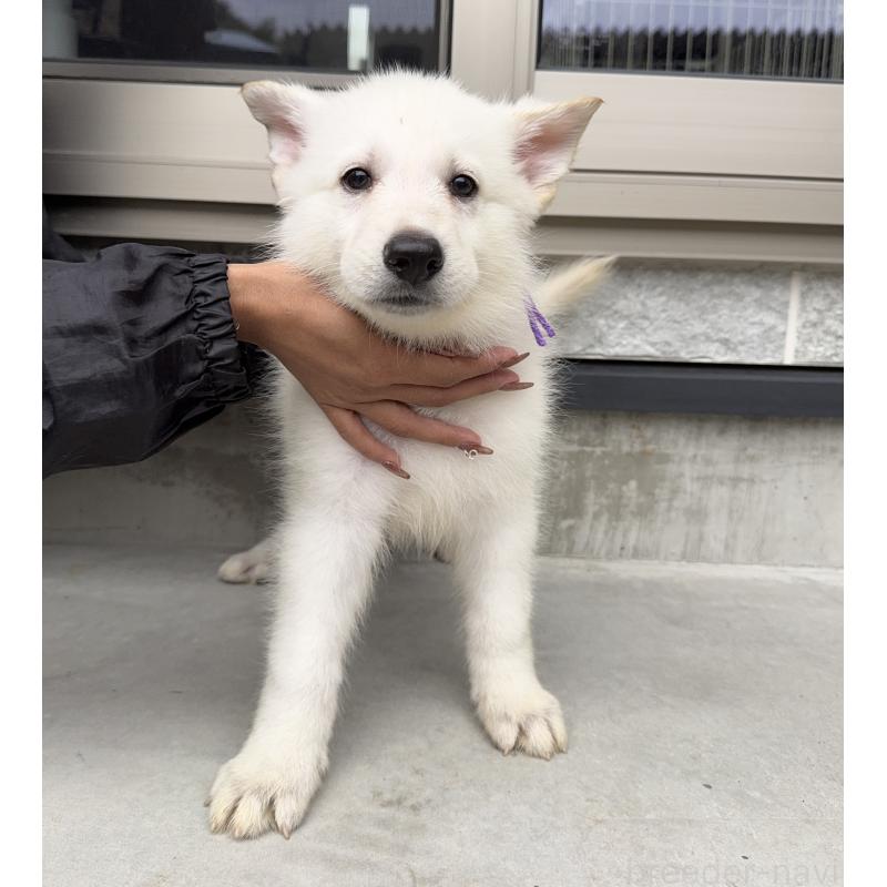 成約済の山梨県のホワイトシェパード-406762の5枚目