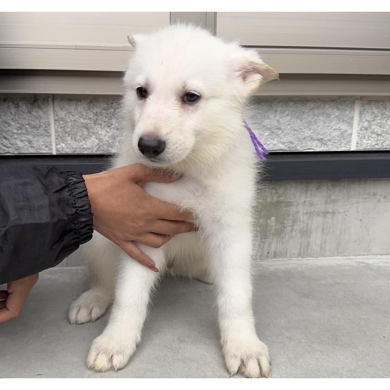 成約済の山梨県のホワイトシェパード-406762の4枚目