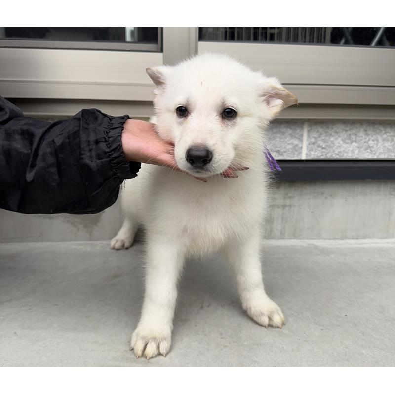 成約済の山梨県のホワイトシェパード-406762の3枚目