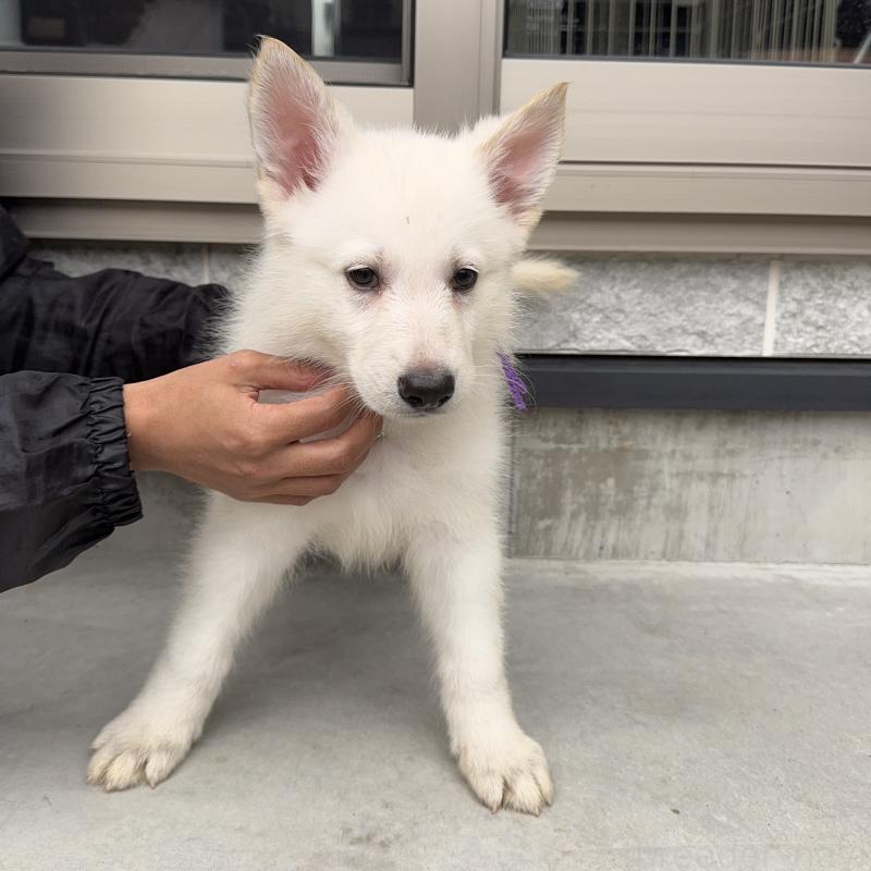 成約済の山梨県のホワイトシェパード-406762の2枚目