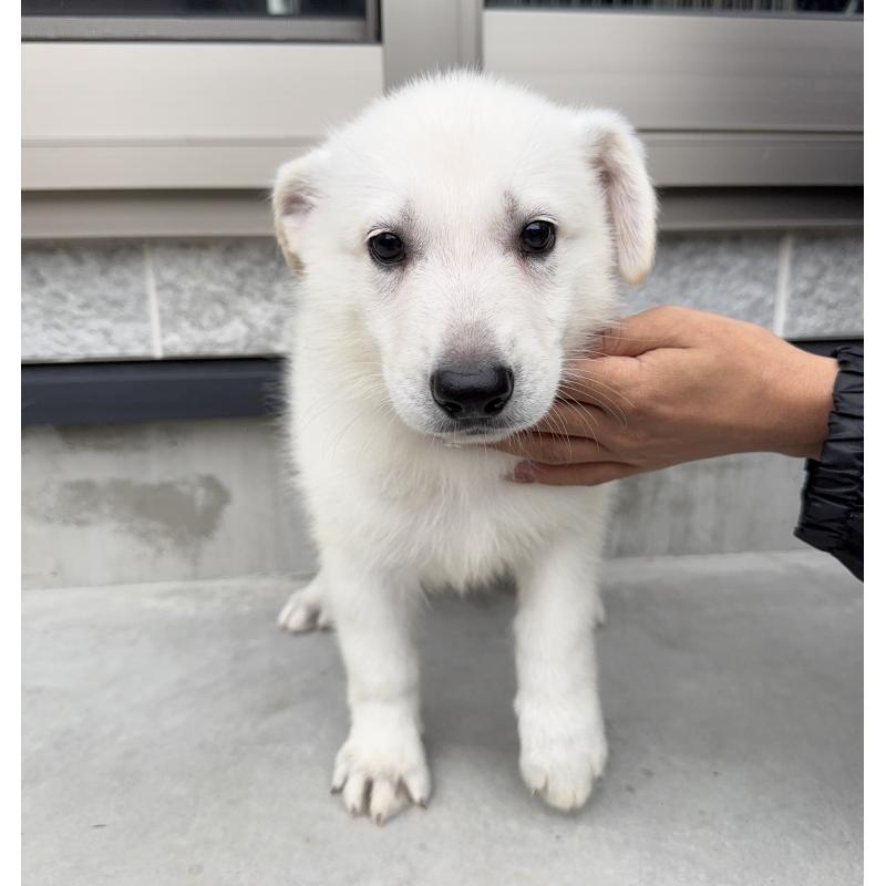 成約済の山梨県のホワイトシェパード-406757の6枚目