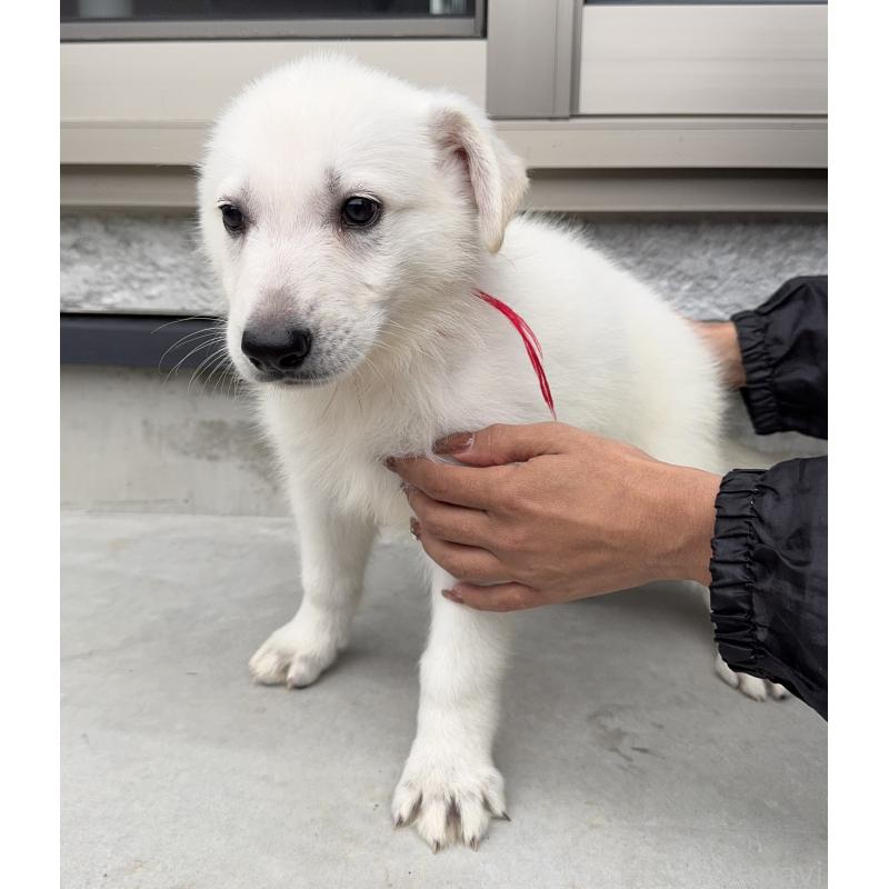 成約済の山梨県のホワイトシェパード-406757の5枚目