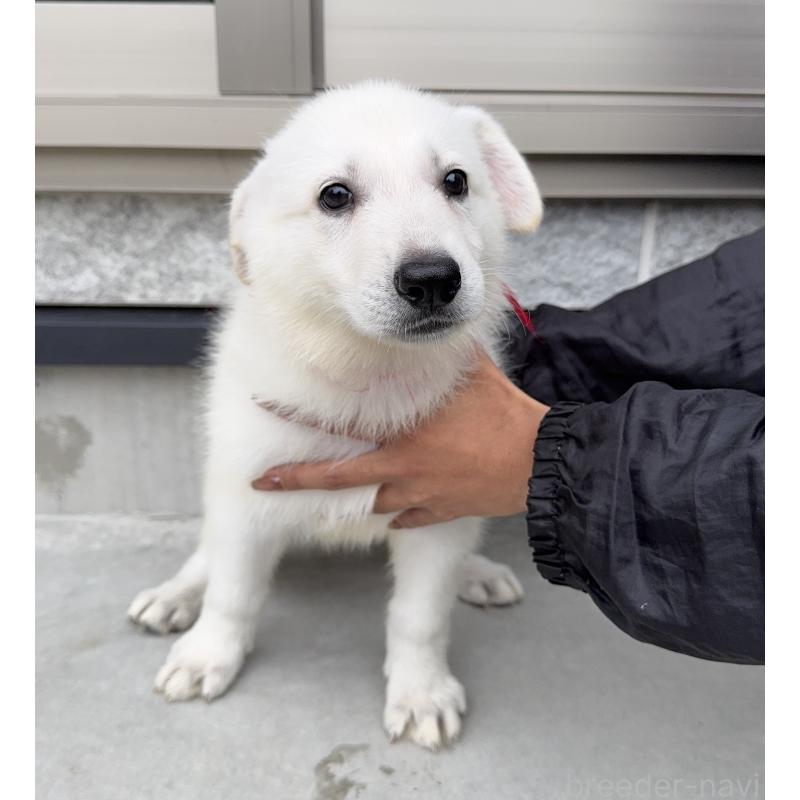 成約済の山梨県のホワイトシェパード-406757の4枚目