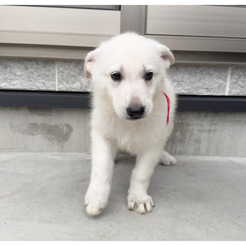 成約済の山梨県のホワイトシェパード-406757の3枚目