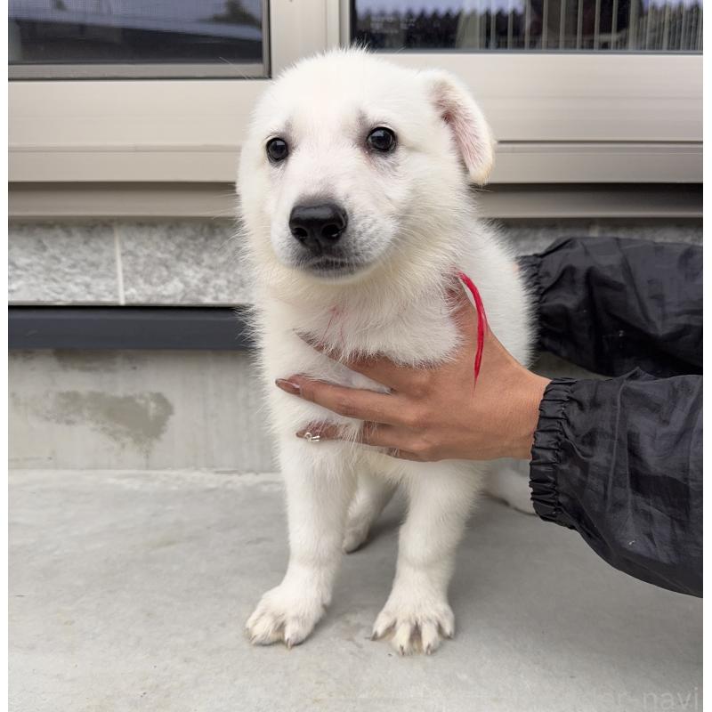 成約済の山梨県のホワイトシェパード-406757の2枚目