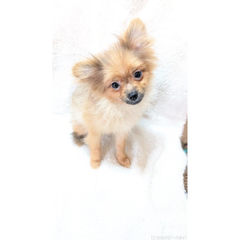 成約済の愛知県のポメラニアン-402320の6枚目