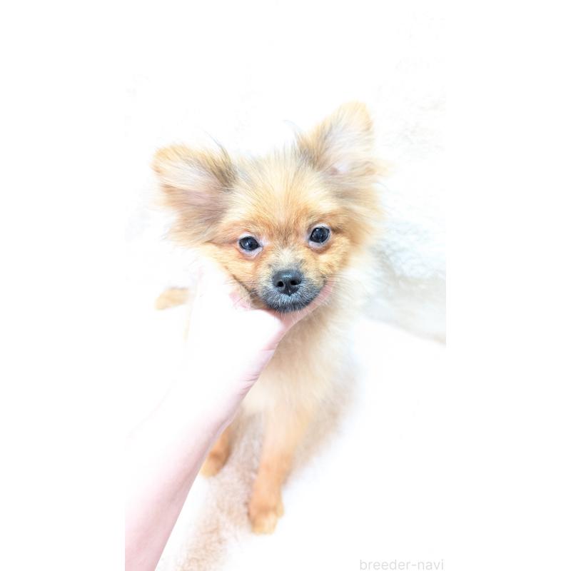 成約済の愛知県のポメラニアン-402320の5枚目