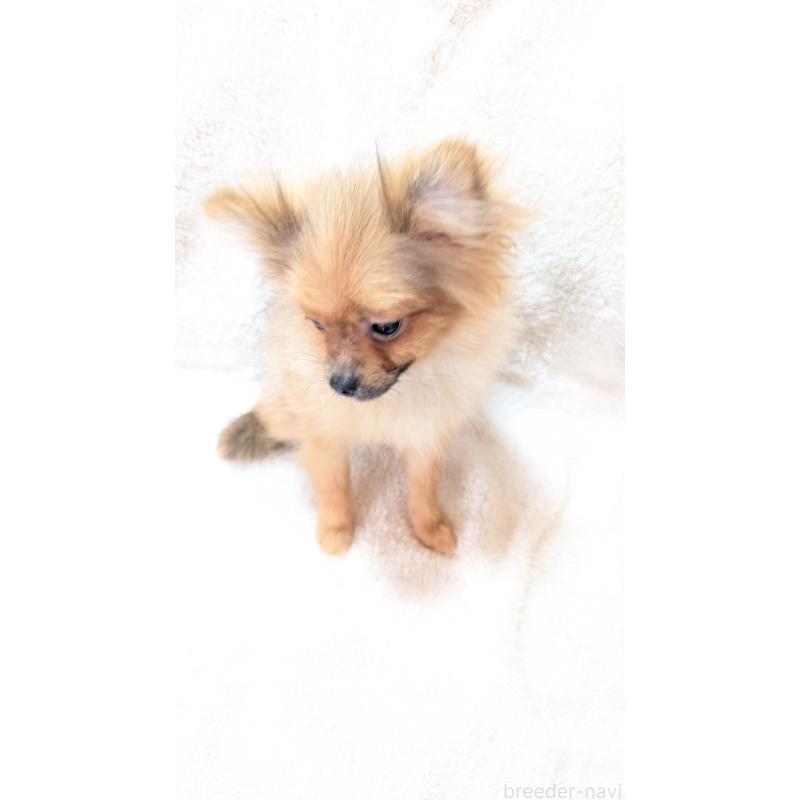 成約済の愛知県のポメラニアン-402320の4枚目
