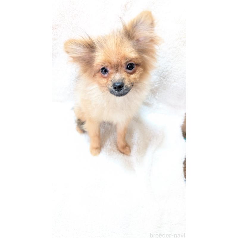 成約済の愛知県のポメラニアン-402320の3枚目