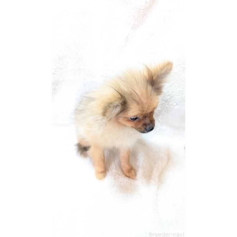 成約済の愛知県のポメラニアン-402320の2枚目