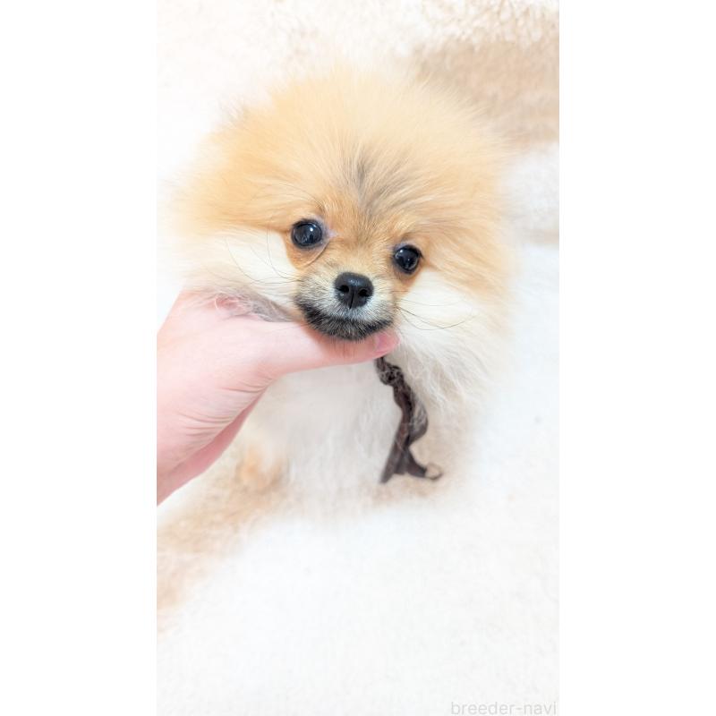 成約済の愛知県のポメラニアン-401816の5枚目