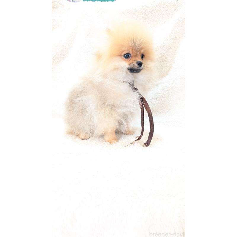 成約済の愛知県のポメラニアン-401816の4枚目