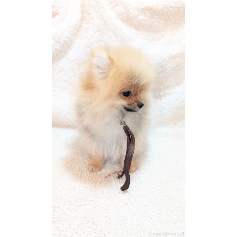 成約済の愛知県のポメラニアン-401816の3枚目