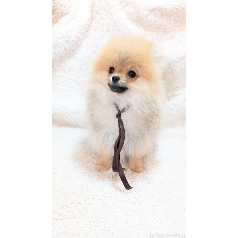 成約済の愛知県のポメラニアン-401816の2枚目