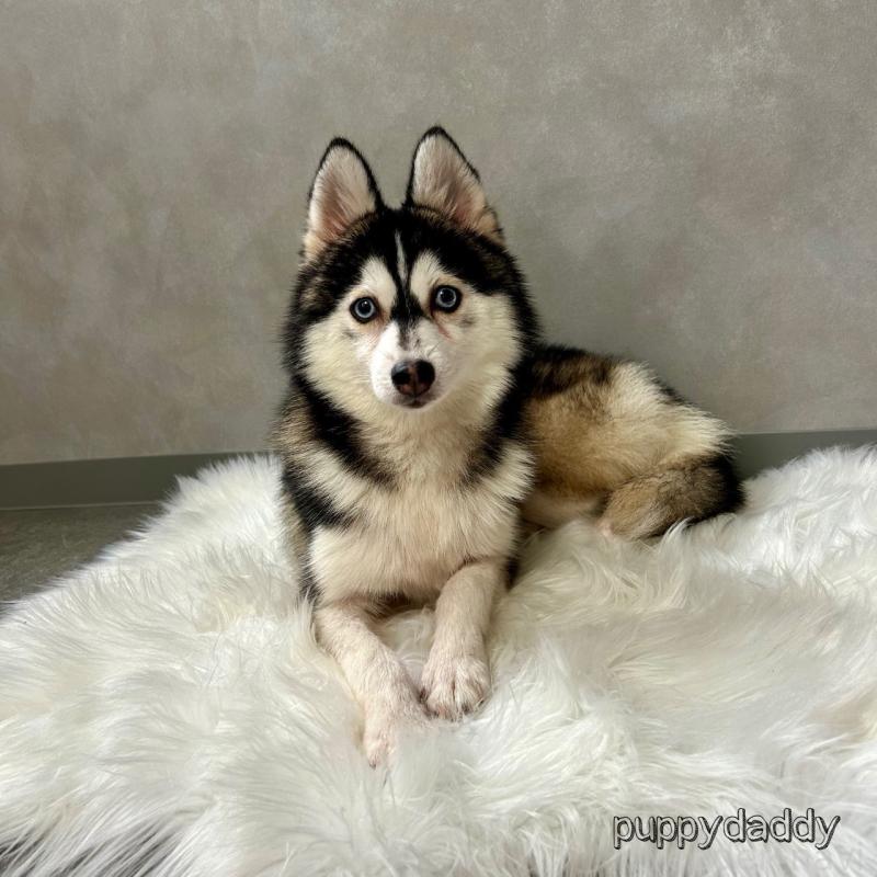 販売中の千葉県のその他の犬種-417696の1枚目