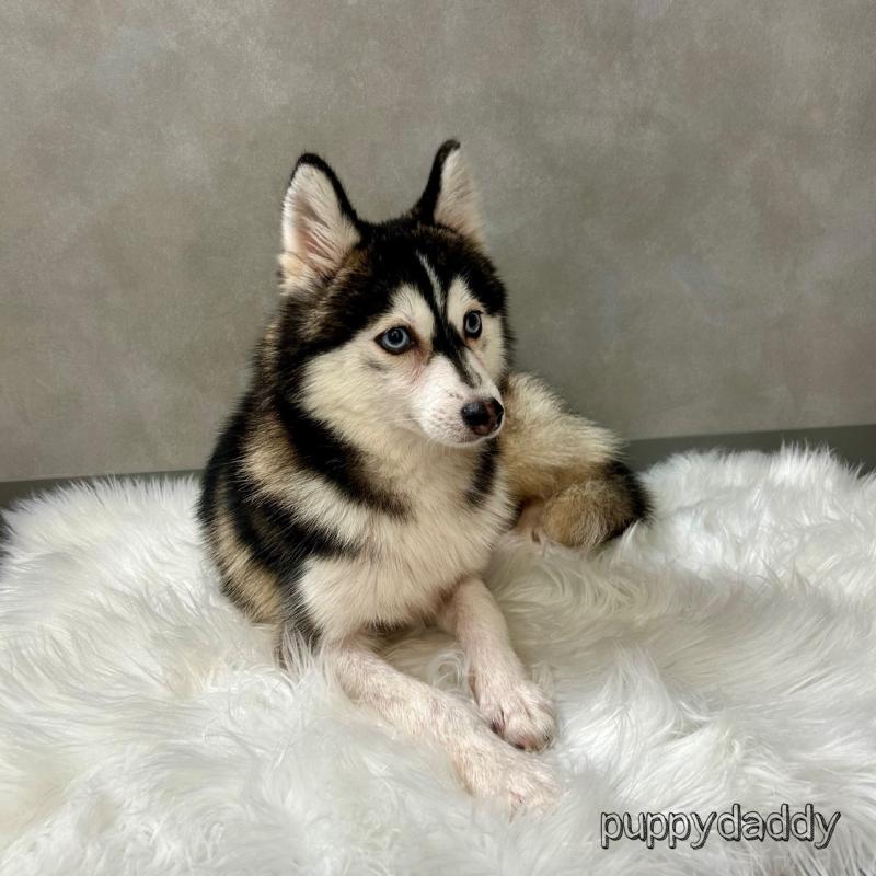 販売中の千葉県のその他の犬種-417696の3枚目