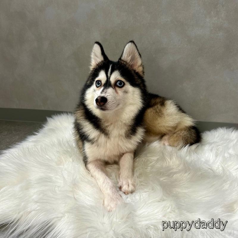 販売中の千葉県のその他の犬種-417696の2枚目