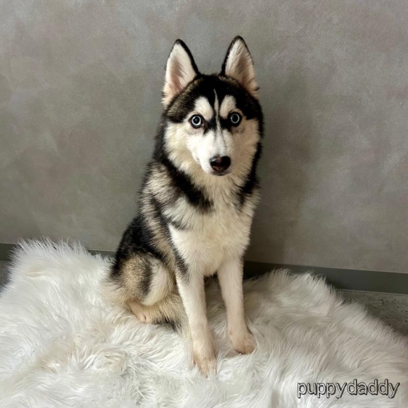 販売中の千葉県のその他の犬種-417698