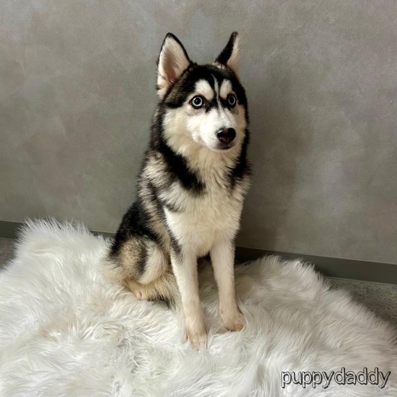 販売中の千葉県のその他の犬種-417698の3枚目