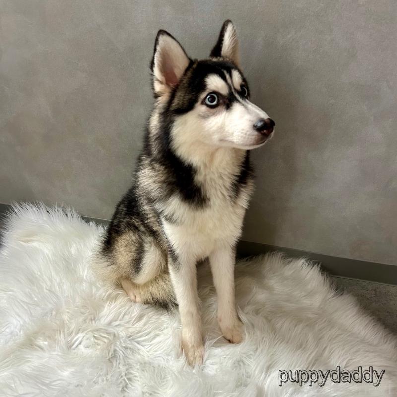 販売中の千葉県のその他の犬種-417698の2枚目
