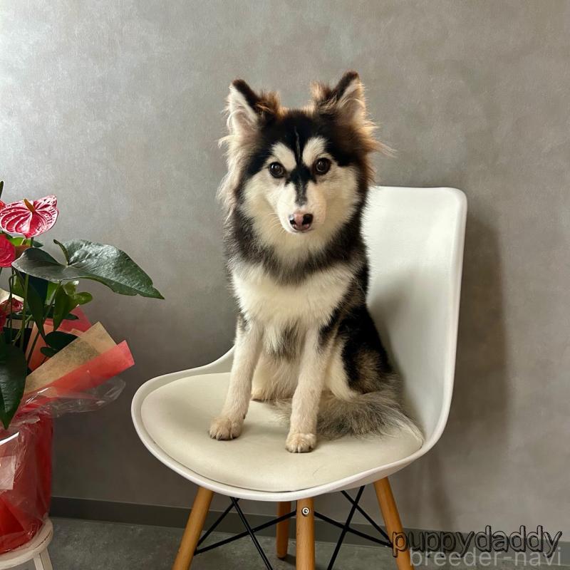 販売中の千葉県のその他の犬種-417700