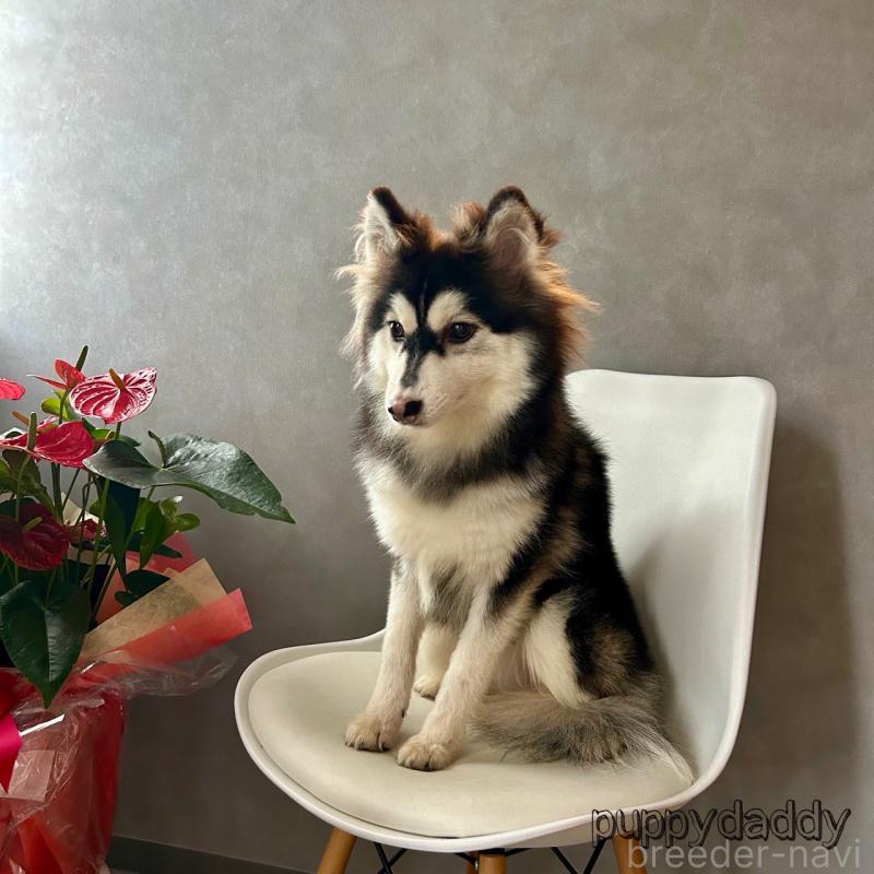 販売中の千葉県のその他の犬種-417700の2枚目