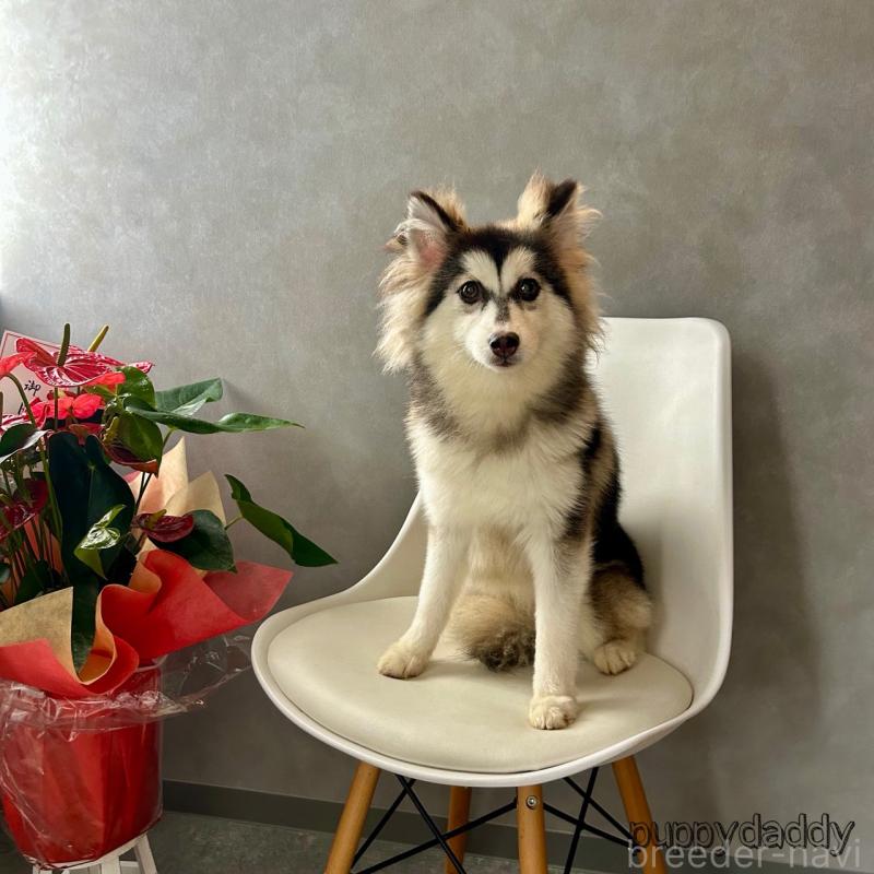 販売中の千葉県のその他の犬種-417701