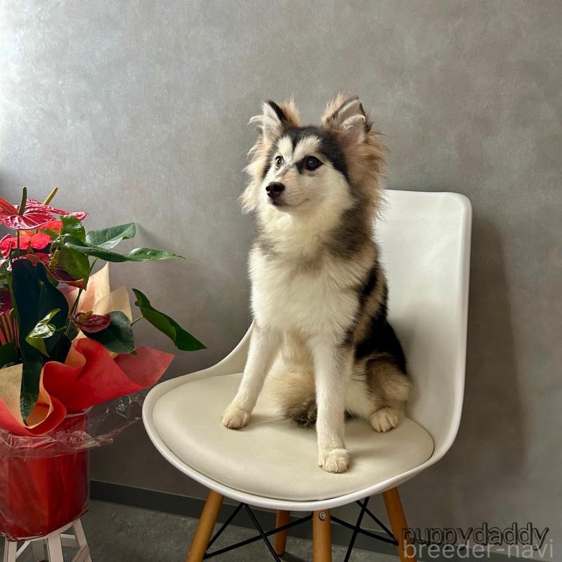 販売中の千葉県のその他の犬種-417701の2枚目