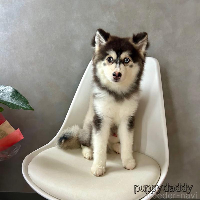 販売中の千葉県のその他の犬種-417702