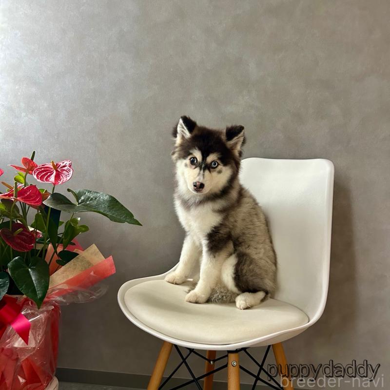 販売中の千葉県のその他の犬種-417702の2枚目