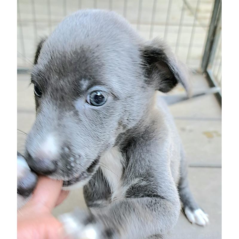 販売中の千葉県のミックス犬-416277