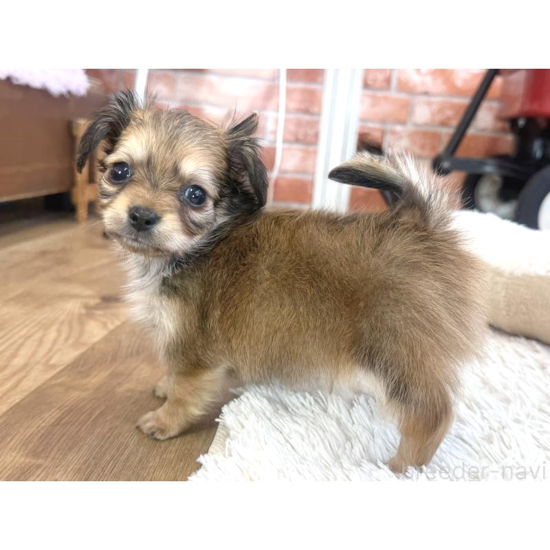 販売中の神奈川県のミックス犬-417703の6枚目