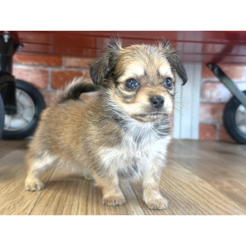 販売中の神奈川県のミックス犬-417703の5枚目