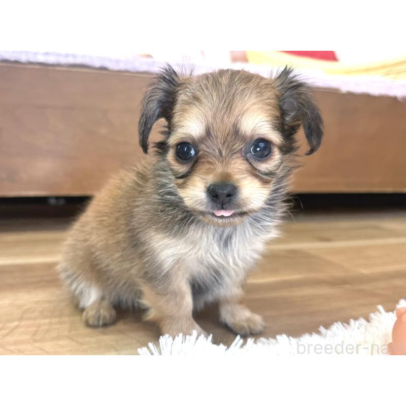 販売中の神奈川県のミックス犬-417703の4枚目