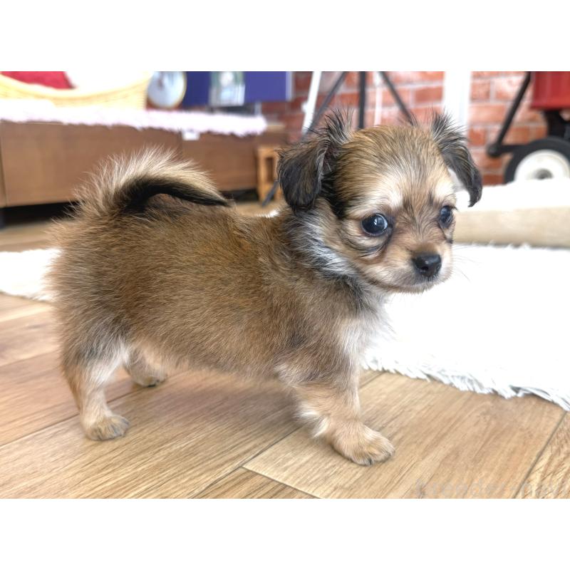 販売中の神奈川県のミックス犬-417703の3枚目