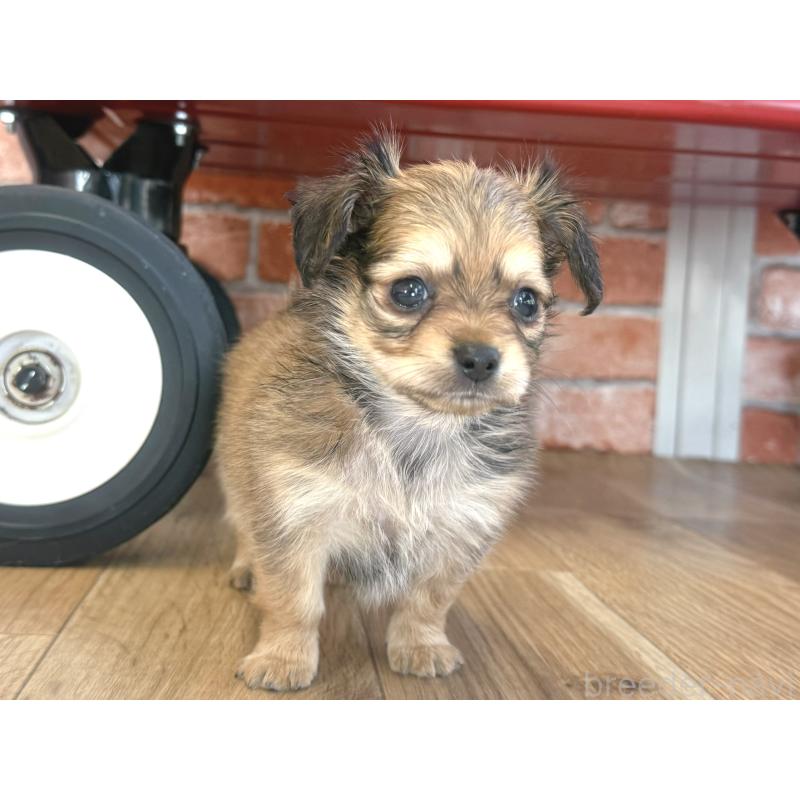 販売中の神奈川県のミックス犬-417703の2枚目
