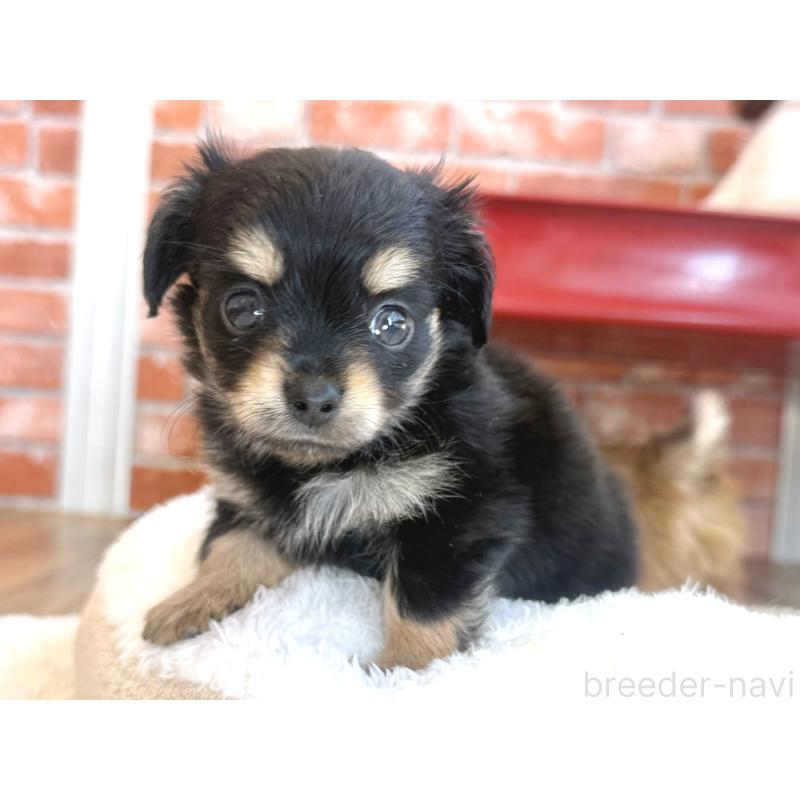 販売中の神奈川県のミックス犬-417704の6枚目