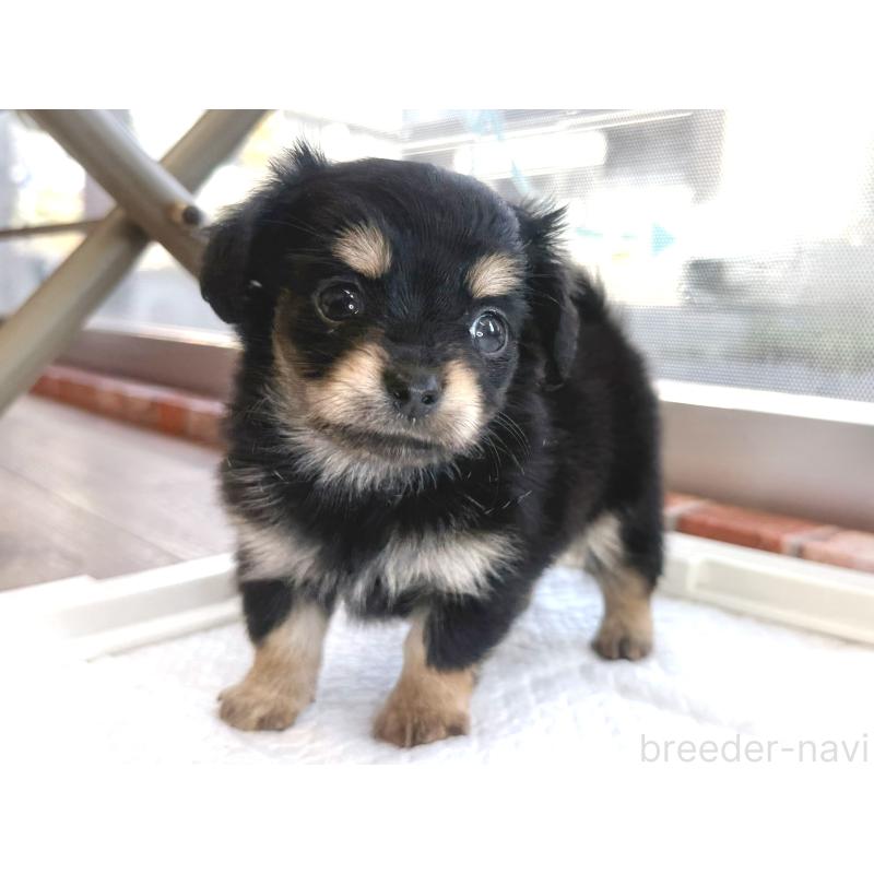 販売中の神奈川県のミックス犬-417704の5枚目