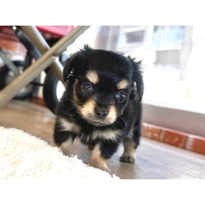 販売中の神奈川県のミックス犬-417704の4枚目