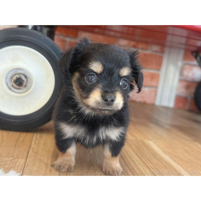販売中の神奈川県のミックス犬-417704の3枚目