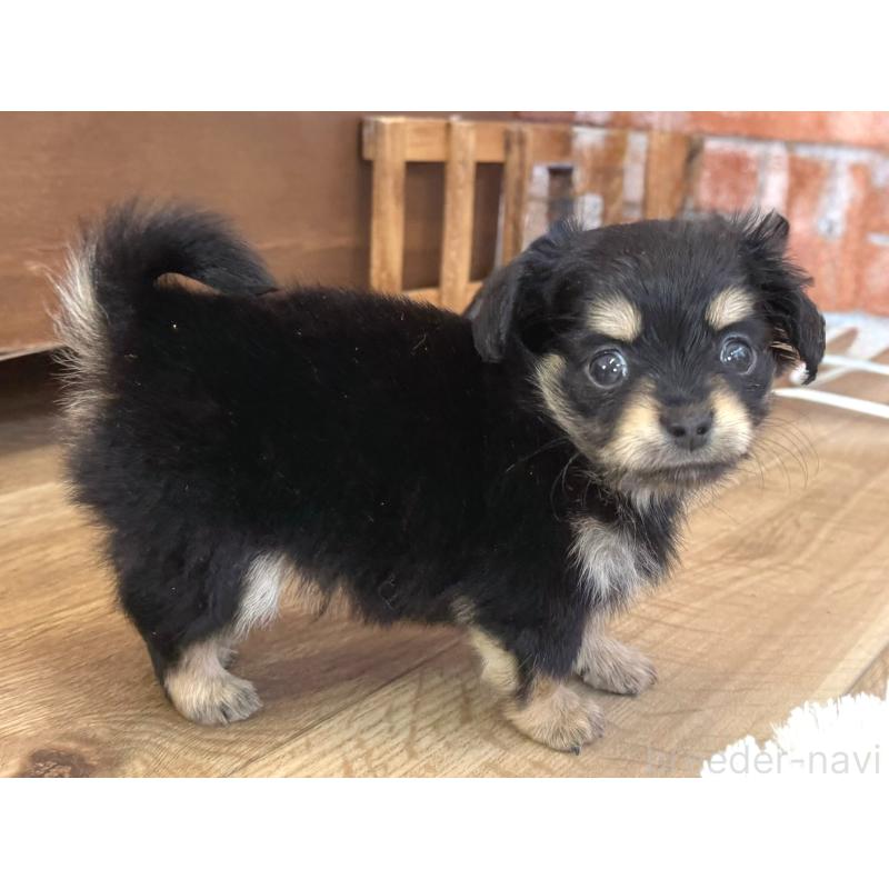 販売中の神奈川県のミックス犬-417704の2枚目