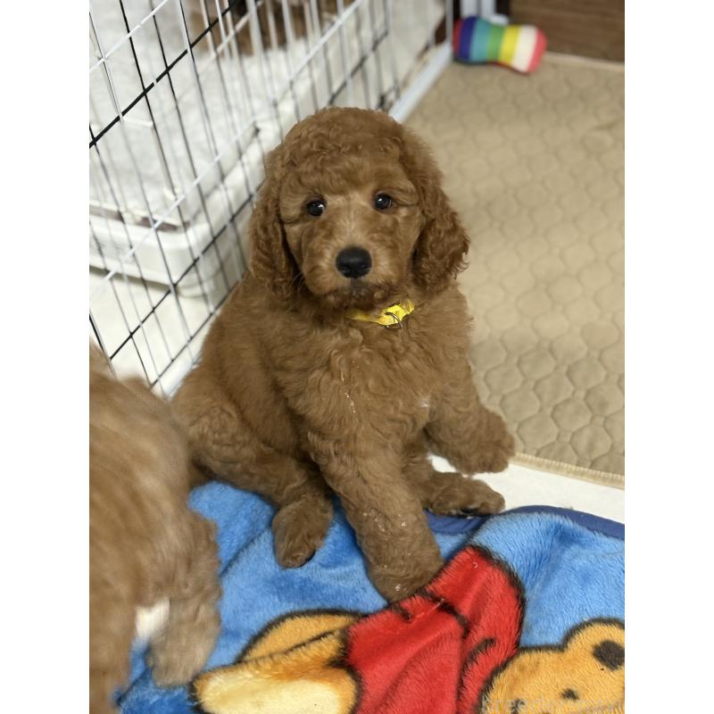 販売中の茨城県のスタンダードプードル-414320の7枚目